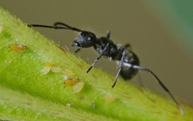 ants on a plant with aphids