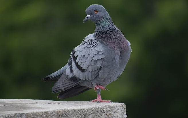 pigeon on a ledge