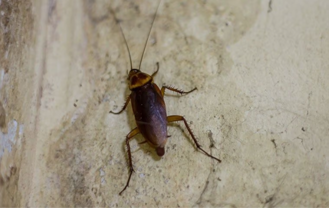 cockroach on a dirty wall